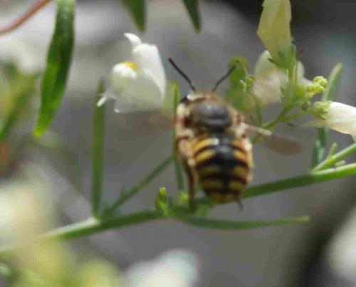 Anthidium sp.